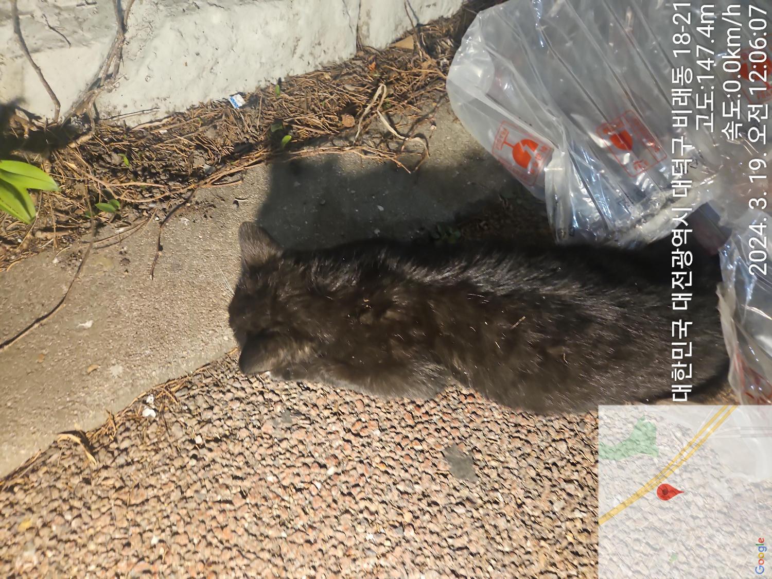 대전동물보호센터_430368202400052